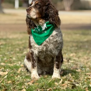 Pet Bandana