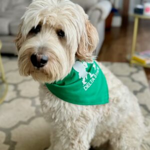 Alternative view of Pet Bandana
